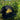 Black Rock Life Trucker hat with yellow mountain logo, resting in lush green grass outdoors — island-inspired accessory perfect for adventure lovers and Kodiak souvenir shoppers.